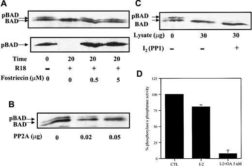 Fig. 5. PP2A-selective inhibitor, but not PP1-specific inhibitor, inhibits BAD dephosphorylation in vitro. / (A) FL5.12BCL-XL/BAD lysates were prepared in phosphatase buffer A with or without fostriecin, in the presence or absence of 25 μM R18 peptide, incubated at 30°C for 20 minutes, and analyzed by Western blotting—first for BAD with monoclonal Ab 31420 (upper panel) and then reprobed with polyclonal antiphosphoserine 112 Ab (lower panel). (B) PP2A dephosphorylated BAD in vitro. Immunoprecipitated BAD was incubated with purified PP2A and analyzed by Western blotting. (C) FL5.12 lysates with or without the addition of 1.6 μM of the PP1 inhibitor I-2 were used as the source of phosphatase to react with immunoprecipitated BAD. (D) FL5.12 lysates preincubated with 1.6 μM inhibitor I-2 for 15 minutes without (I-2) or with the addition of 5 nM OA (I-2+OA 5 nM) were assayed for phosphatase activity using 32P-labeled phosphorylase a as substrate. Results were expressed as a percentage of 32P release in lysates with no additions (CTL) and represent mean ± SD of triplicate assays.
