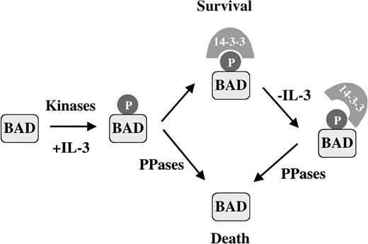 Fig. 7. Activation of the proapoptotic function of BAD by phosphatase in IL-3–dependent FL5.12 cells is regulated by 14-3-3 binding. / In the presence of survival factor IL-3, BAD is phosphorylated and binds 14-3-3. Dephosphorylated BAD is also present, presumably because of constitutively active phosphatases. We propose that an apoptotic stimulus such as IL-3 withdrawal destabilizes the 14-3-3–BAD interaction, increasing the susceptibility of BAD to PP2A or a PP2A-like phosphatase, promoting BAD dephosphorylation and cell death.