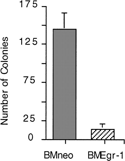 Fig. 2. Effect of Egr-1 on the proliferation of BM progenitor cells of myeloid- enriched BM in secondary clonogenic assays. / (A) Eight-day-old G418-resistant BMneo and BMEgr-1 colonies formed in the primary methylcellulose cultures supplemented with IL-3 (10% WEHI-3B–conditioned medium) were each pooled, 1000 cells/dish were seeded in methylcellulose supplemented with 10% IL-3 and G418 (650 μg/mL), and incubation was allowed to proceed for another 8 days before colony scoring. Values are mean (± SD) results from 3 independent experiments. Phenotypes of cells in methylcellulose secondary colonies were differentiated. In BMneo colonies, 52% of cells were macrophages, 39% granulocytes, and 9% other cell types. In BMEgr-1 colonies, 100% of cells were macrophages. Cell phenotype was determined by cytologic analysis of May-Grünwald–stained cytospin smears prepared with cells obtained from pooled methylcellulose colonies.