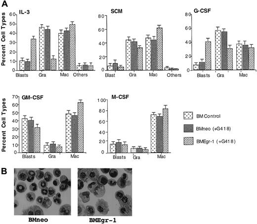 Fig. 3. Effect of Egr-1 on macrophage/granulocyte differentiation of myeloid-enriched BM cells. / Uninfected BM cells (BM control), BM cells infected with MSCVneo (BMneo), and BM cells infected with MSCVneo Egr-1 (BMEgr-1) were seeded in methylcellulose supplemented with the indicated cytokines with or without G418, at the same concentrations indicated in the legend for Figure 1. To determine different cell types, colonies generated after 8 days were isolated, pooled, and used for cytospin smears. At least 300 May-Grünwald–stained cells were scored for each sample. (A) Percentage (± SD) of cell types in 3 independent determinations.P values (Student t test) for the difference in the percentage of granulocytes (Gra) or macrophages (Mac) of BMneo compared with BMEgr-1 cells were IL-3/Gra, P < .001; IL-3/Mac, P < .01; SCM/Gra, P < .05; SCM/Mac, P < .05; G-CSF/Gra, P < .001; G-CSF/Mac, P > .05 (not significant); GM-CSF/Gra,P > .05 (not significant); GM-CSF/Mac,P < .05; M-CSF/Gra, P > .05 (not significant); and M-CSF/Mac, P < .05. (B) Representative photomicrographs of May-Grünwald–stained cytospin smears of BM cells obtained from 8-day methylcellulose colonies plus IL-3 (with G418) that were generated by BM cells infected with either MSCVneo (BMneo) or MSCVneo Egr-1 (BMEgr-1).
