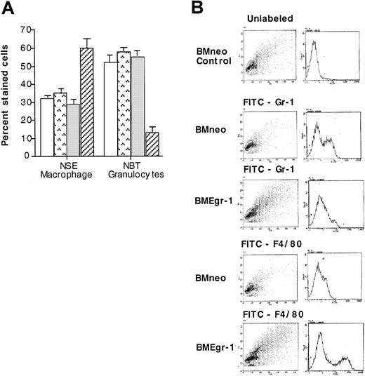 Fig. 4. Effect of Egr-1 on macrophage/granulocyte differentiation markers of myeloid-enriched BM cells. / Uninfected BM cells (BM control, □), mock-infected BM controls (BM mock, ), and BM infected with either MSCVneo (BMneo, ░) or MSCVneo Egr-1 (BMEgr-1, ▨) were seeded in methylcellulose supplemented with IL-3 (10% WEHI-3B–conditioned medium) with or without G418 (650 μg/mL). After 8 days, colonies were isolated, pooled, and washed, and the cells were resuspended in PBS. (A) Cells were used to prepare cytospin smears to assay for NSE staining and NBT reduction. Values are mean (± SD) results from 3 independent experiments. (B) For FACS analysis, cells were stained with FITC granulocyte-specific Gr-1 antibodies (antimouse Ly-6G) or macrophage-specific F4/80 antibodies (rat antimouse macrophage). Cell scattering and the intensity of fluorescence staining are shown. Three independent experiments were performed; results were similar.