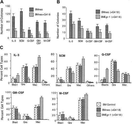 Fig. 5. Effect of Egr-1 on clonogenicity and macrophage/granulocyte differentiation of stem cell–enriched BM cells. / (A) Infection efficiency of 5-FU BM cells with pMSCVneo. The 5-FU BM cells were cocultivated for 4 days with Bosc23 cells transfected with MSCVneo or MSCVneo Egr-1 retroviral-expression constructs. After infection, control and infected BM cells were assayed in methylcellulose supplemented with IL-3 (10% WEHI-3B–conditioned medium), SCM (10%), G-CSF (100 ng/mL), GM-CSF (100 ng/mL), or M-CSF (10% L-cell–conditioned medium as a source of M-CSF). Cells were seeded at concentrations of 0.5 × 105 cells/mL in 35-mm tissue-culture dishes in the presence or absence of G418 (650 μg/mL), and colonies were scored after 8 days. Values are mean (± SD) results from 3 independent experiments. (B) Effect of Egr-1 on clonogenicity of stem cell–enriched BM cells. After infection of 5-FU BM cells with either MSCVneo (BMneo) or MSCVneo Egr-1 (BMEgr-1), the cells were assayed in methylcellulose supplemented with the indicated cytokines and G418 (650 μg/mL) as described above. Colonies were scored after 8 days. Values are mean (± SD) results from 3 independent experiments. (C) Effect of Egr-1 on differentiation of stem cell–enriched BM cells. Uninfected bone marrow cells (BM control) or cells infected with MSCVneo (BMneo) or MSCVneo Egr-1 (BMEgr-1) were seeded in a methylcellulose culture supplemented with the indicated cytokines with or without G418, as described above. Colonies generated after 8 days were isolated and pooled, and cytospin smears were prepared and stained with May-Grünwald stain. To determine cell types, at least 300 May-Grünwald–stained cells were scored. Values are percentages (± SD) of cell types from 3 independent determinations.