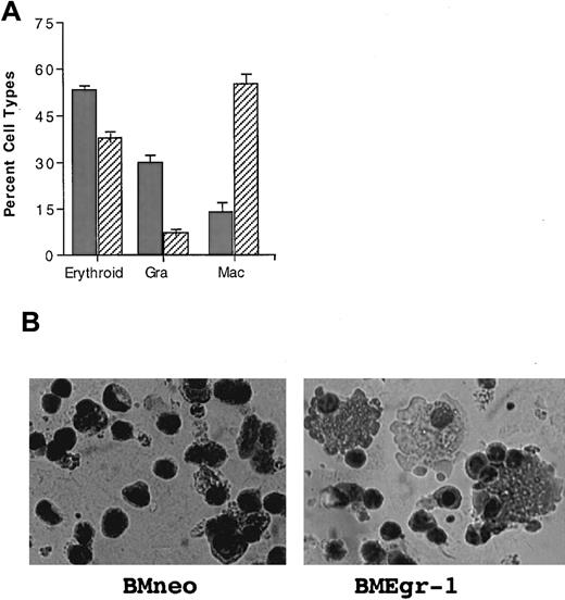 Fig. 6. Effect of Egr-1 on differentiation of stem cell–enriched BM cells stimulated for erythroid, macrophage, and granulocyte differentiation by IL-3 plus Epo. / (A) Effect of Egr-1 on differentiation of 5-FU BM cells stimulated with IL-3 plus Epo. After infection of 5-FU BM cells with MSCVneo (BMneo, ░) or MSCVneo Egr-1 (BMEgr-1, ▨), cells were assayed in methylcellulose supplemented with IL-3 (3% WEHI-3B–conditioned medium) and Epo (10 U). Cells were seeded at concentrations of 0.5 × 105 cells/mL in 35-mm tissue-culture dishes in the presence of G418 (650 μg/mL). Colonies generated after 8 days in the methylcellulose were isolated, pooled, washed, and resuspended in 1 × PBS, and cytospin smears were prepared. To determine different cell types, at least 300 May-Grünwald–stained cells were scored for each sample. The percentage of erythroid cells was also determined by benzidine staining. (B) Representative photomicrographs of May-Grünwald–stained cytospin smears of 5-FU BM cells obtained from 8-day colonies in methylcellulose with IL-3 plus Epo that were generated by uninfected BM cells (control BM without G418) and cells infected with MSCVneo (BMneo plus G418) or MSCVneo Egr-1 (BMEgr-1 plus G418).