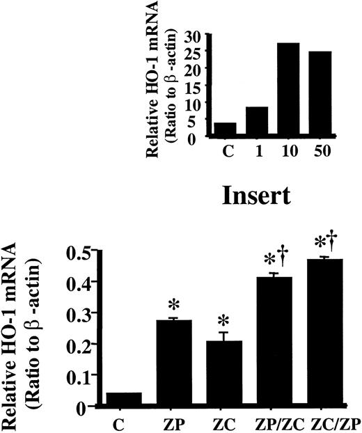 Fig. 2. Densitometric evaluation of HO-1 mRNA in HA1 cells incubated with ZnPP or ZnCl2. / HO-1 mRNA was measured by Northern analysis and normalized to the β-actin mRNA obtained from the same blot. Lane C is untreated control; lane ZP, cells incubated with 10 μM ZnPP for 24 hours; lane ZC, cells incubated with 100 μM ZnCl2 for 24 hours; lane ZP/ZC, cells incubated with 10 μM ZnPP for 6 hours then with 100 μM ZnCl2 for an additional 18 hours; lane ZC/ZP, cells incubated with 100 μM ZnCl2 for 6 hours then with 10 μM ZnPP for 18 hours. Each bar represents the mean ± SE of 3 experiments. *P < .05 versus controls; †P < .05 versus ZnPP- or ZnCl2-treated cells. Insert: Determining the maximum HO-1 mRNA induction with ZnPP incubation. Densitometric evaluation of HO-1 mRNA normalized to the β-actin mRNA. Lane C is untreated control; lane 1, cells incubated with 1 μM ZnPP for 24 hours; lane 10, cells incubated with 10 μM ZnPP for 24 hours; lane 50, cells incubated with 50 μM ZnPP for 24 hours. Maximal induction was achieved with 10 μM ZnPP.