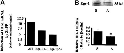 Fig. 5. Effect of Egr-1 on HO-1 mRNA induction by ZnPP. / (A) Relative HO-1 mRNA induction by ZnPP in Egr-1−/−mouse fibroblast cells. The HO-1 mRNA value for nontreated cell controls was assigned as 1. 3T3 indicates wild-type mouse fibroblast cells (NIH 3T3) incubated with 10 μM ZnPP for 24 hours. Egr+/− indicates Egr-1 heterozygote mouse fibroblasts incubated with 10 μM ZnPP for 24 hours. Egr−/−indicates Egr-1 homozygote null mutant mouse fibroblasts incubated with 10 μM ZnPP for 24 hours. (B) Effect of Egr-1 antisense oligonucleotides on ZnPP-induced HO-1 mRNA in HA-1 cells. Upper panel shows Egr-1 immunoreactive protein levels after incubation with Egr-1 antisense oligomer. Lower panel is the densitometric evaluation of HO-1 mRNA normalized to β-actin mRNA. Lane S, cells treated with 40 μM Egr-1 sense oligomers prior to incubation with ZnPP; lane A, cells treated with 40 μM Egr-1 antisense oligomers prior to incubation with ZnPP. Values represent the mean ± SE of 2 experiments; *P < .05 versus sense.