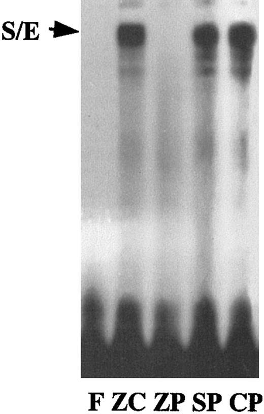 Fig. 6. S/E binding in nuclear extracts from HA-1 cells incubated with 100 μM ZnCl2 or 10 μM MPs for 24 hours. / The 12-bp oligomer (S/E) from the mouse HO-1 gene DE2 enhancer region has 85% similarity to the consensus sequence for an SP-1 and Egr-1 overlapping binding site. Lane F, free probe; lane ZC, cells incubated with ZnCl2; lane ZP, cells incubated with ZnPP; lane SP, cells incubated with SnPP; lane CP, cells incubated with CrPP.