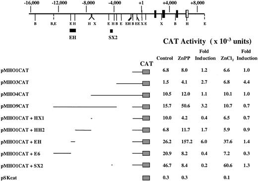 Fig. 7. ZnPP and ZnCl2 responsive elements in the mouseHO-1 gene transfected to HA-1 cells. / A partial restriction map and structural organization of the mouseHO-1 gene and the 5′-flanking region are shown. Position +1 represents the transcription initiation site. The location of the EH and SX2 enhancer elements are indicated by solid bars. B indicates BamHI; E, EcoRI; H, HindIII; X, XhoI. HA-1 cells were transiently transfected with the indicated CAT constructs and incubated with 10 μM ZnPP or 100 μM ZnCl2 for 24 hours. The CAT assay was carried out as described under “Materials and methods.” The data represent the average value from 3 independent experiments and the mean fold induction of CAT activity in extracts of cells incubated with ZnPP or ZnCl2 compared to that in extracts of cells incubated with the constructs alone.