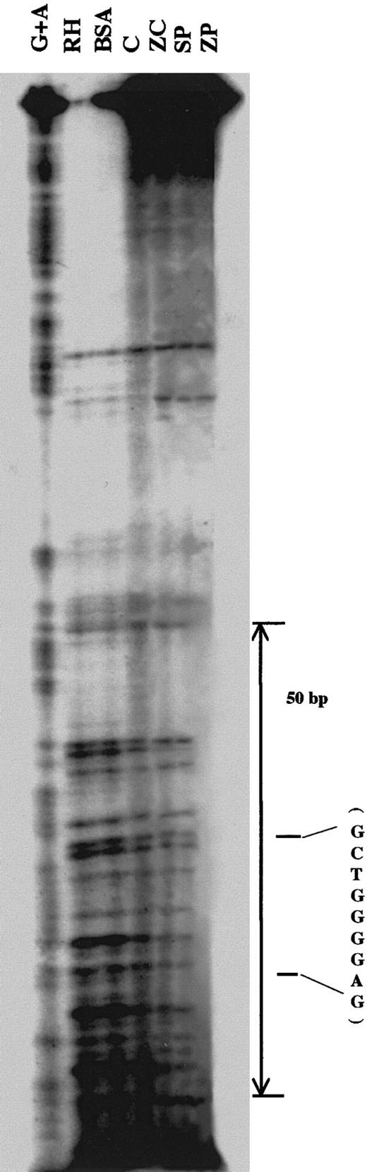 Fig. 9. Nuclear protein binding analysis of the RH enhancer fragment by DNase I protection assays. / The noncoding strand of the RH fragment was labeled with32P at the 3′ end by an end-fill reaction. DNase I footprint analysis was carried out using 15 μg nuclear extract from HA-1 cells incubated with MPs. The DNase I digestion products were coelectrophoresed with the G+A chemical sequencing ladder of the RH probe on a denaturing 6% polyacrylamide gel and autoradiographed for 48 hours. Lane G+A is G+A chemical sequencing ladder; lane RH, RH probe alone digested with DNase I; lane BSA, RH probe incubated with BSA prior to DNase I digestion; lane ZC, nuclear extract from ZnCl2-treated cells incubated with RH probe prior to DNase I digestion; lane SP, nuclear extract from SnPP-treated cells incubated with RH probe prior to DNase I digestion; lane ZP, nuclear extract from ZnPP-treated cells incubated with RH probe prior to DNase I digestion. The region protected from DNase I digestion is indicated by the arrows and the 9-bp sequence, which has 78% homology with Egr-1 is indicated with the parentheses.