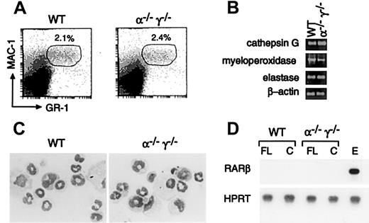 Fig. 1. RARs are dispensable for granulopoiesis. / (A) Fluorescence-activated cell sorter (FACS) profile of WT and RARα−/−RARγ−/− double mutant E14.5 FL cells stained for GR-1 and Mac-1 expression. (B) RT-PCR analysis of granulocyte marker expression in E14.5 FL from WT or RARα−/−RARγ−/− mice. (C) May-Grünwald Giemsa staining of cells from granulocyte-macrophage colonies derived from E14.5 WT and RARα−/−RARγ−/− FL cells showing morphologically normal neutrophils and macrophages. (D) Absence of RARβ expression in FL or pooled colonies (C) derived from WT or RARα−/−RARγ−/− mutants. cDNA from E8.5 embryos (E) was used as a positive control.