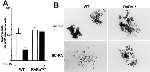 Fig. 2. RARα−/− myeloid progenitors are resistant to the inhibitory effects of 9C-RA. / (A) Numbers of colonies developing from 5 × 104 BM cells from WT or RARα−/− mice in the presence or absence of 10−6 M 9C-RA. Each bar represents the average of duplicate samples from 3 mice. The cytokines used to stimulate growth of hematopoietic progenitors were SCF, IL-6, IL-3, and EPO. (B) Representative colonies (day 7) showing the reduction in size of WT granulocyte colonies grown in the presence of 9C-RA and the lack of such an effect in RARα−/− mutants.