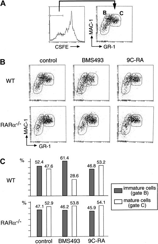 Fig. 3. Accelerated differentiation of RARα−/− granulocytes in liquid cultures stimulated with G-CSF and SCF. / Cultures of CFSE-labeled BM cells were harvested 3 days after their initiation and stained for Mac-1 and GR-1 expression. The RAR antagonist BMS493 or the RXR/RAR agonist 9C-RA was added at the onset of the culture at a final concentration of 10−6 M, where indicated. (A) The analysis was limited to CFSElow cells, which correspond to cells that have arisen during the culture from proliferation of immature granulocytes. Note that CFSEhighcells correspond exclusively to mature granulocytes with a Mac-1highGR-1high phenotype (data not shown). (B) Representative GR-1/Mac-1 profiles of CFSElow cells. Note the shift toward the more immature phenotype in the BMS493-treated WT sample and the similarity of the phenotypes of all RARα−/− samples with that of the 9C-RA–treated WT sample. (C) Quantification in percent of all cells present in gates B and C of immature (gate B in panel A) and mature (gate C in panel A) cells from the experiment displayed in panel B. The experiment described in this figure was performed in duplicate for each of the 2 WT and 2 RARα−/− mice. For a given set of culture conditions and mouse genotype, variations in the percentage of the gated populations were within 1.5% of those indicated.