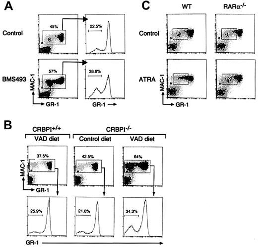 Fig. 5. Effect of retinoid excess and VAD on granulopoiesis in vivo. / BM granulocyte populations were analyzed by flow cytometry with the Mac-1 and GR-1 markers. Granulocyte differentiation proceeds along a curve-shaped path in which increasing levels of Mac-1 and GR-1 are acquired as the cells mature. Thus, Mac-1low/+GR-1low cells correspond mainly to promyelocytes, myelocytes, and metamyelocytes, whereas Mac-1+GR-1high cells correspond mainly to band and segmented neutrophils30 (data not shown). (A) WT mice were treated for 3 days with 10 mg/kg BMS493 or vehicle. In the right panels the GR-1 profile of the granulocyte population (Mac-1+ cells, gated in the left panels) is shown, and the percentage of GR-1low immature granulocytes within that population is indicated. (B) Granulocyte populations in VAD mice. Note the overall increase of the granulocyte population (gated in the top panels) and the increase, within that population, of the immature granulocyte population (GR-1low cells, bottom panels) that occurs specifically in the VAD mice (ie, CRBPI−/− mice fed a VAD diet). (C) Effect of ATRA administration. Mice were treated with 100 mg/kg ATRA or vehicle for 72 hours. Note the shift to the right of GR-1 expression within the immature granulocyte population (gated) in ATRA-treated WT mice, producing a comet-like profile, which is not seen in the ATRA-treated RARα−/− mice. Note that a reduction in the number of the mature (GR-1high) BM granulocytes was also observed in ATRA-treated WT mice, which probably reflects an enhanced efflux of neutrophils from the BM, as peripheral blood neutrophil numbers were increased 1.5- to 3-fold (data not shown).