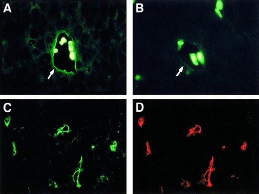 Fig. 1. Immunohistologic analysis of endothelial TNF expression. / (A) TNF staining on the endothelial lining (arrow) of the tumor-associated vasculature of transplanted meth A sarcomas. A strong autofluorescent reaction of some trapped red blood cells is also visible. (B) Weak staining of blood vessels (arrow) for TNF can be observed in paraffin-embedded dermal tissue distant from the tumor. (C,D) Double staining of tmTNF and CD31 as an endothelial cell marker in frozen sections of transplanted meth A sarcomas using a TNFR2-IgG fusion protein (C) and a rat antimouse CD31-specific mAb (D).