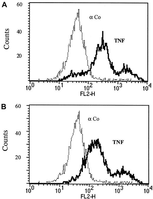 Fig. 3. Endothelial surface TNF is in the transmembrane form. / Cytofluorimetric analysis of immortalized HUVECs without (A) or with (B) acid wash was performed as described in the text. FACS analysis was performed using TNF-specific mAb T1 (αTNF, solid line) versus an isotype-matched control antibody (Co, dotted line).
