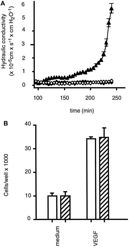 Fig. 4. Effects of TNF-neutralizing antibodies on VEGF-induced endothelial cell permeability and proliferation. / (A) HUVECs were preincubated in the presence (closed diamonds) or absence (closed triangles) of the neutralizing TNF-specific mAb T1 (10 μg/mL) prior to treatment with VEGF (1 ng/mL) or left untreated (open diamonds), and hydraulic conductivity was determined as described in the text. (B) HUVECs were cultivated for 3 days with or without VEGF (10 ng/mL) in the presence (hatched bars) or absence (empty bars) of the neutralizing TNF-specific antibody T1 (30 μg/mL), and cells were counted. Data are presented as means (± SD) of 3 separate experiments.