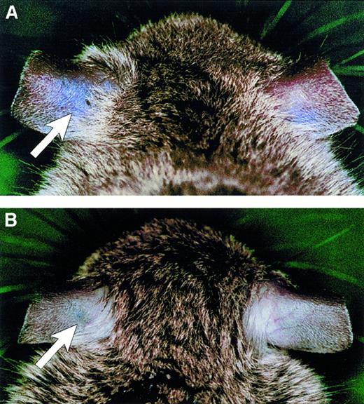 Fig. 6. Ablation of vascular permeability in TNF gene–deficient (tnf−/−) mice. / VEGF-induced vascular permeability was determined in wild-type (A) and TNF-deficient mice (B) after intravenous injection of Evans blue and subsequent dermal injection of VEGF into the left ear (arrows) and of PBS into the right ear.