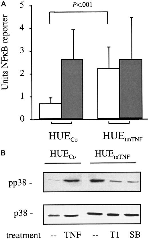 Fig. 8. Constitutive NF-κB and SAPK-2/p38 activation by immortalized HUVECs expressing tmTNF. / (A) Constitutive NF-κB activation in immortalized HUVECs expressing tmTNF (HUEtmTNF) but not in control transfected cells (HUECo) as assessed by NF-κB reporter assays (empty bars). The effect of soluble TNF (10 ng/mL) on NF-κB activation is also depicted (shaded bars). Shown are the means and the SD of a minimum of 3 independent experiments (with 5 clones in case of the HUEtmTNF and 4 clones in case of the HUECo). (B) Continuous SAPK-2/p38 activation in tmTNF-expressing HUE cells as determined by Western blot analysis. The effects of pretreatment (6 hours) with either 30 μg/mL TNF-specific mAb T1 (T1) or the SAPK-2/p38–specific inhibitor SB203580 (SB) on HUEtmTNFcells and of 10 ng/mL soluble TNF (20 minutes) on HUECocells on phosphorylation (pp38, upper panel) and on protein expression (p38, lower panel) of SAPK-2/p38 using the appropriate antibodies (as described in the text) are shown.