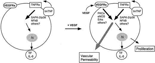 Fig. 10. Convergence of continuous TNF and VEGF signaling pathways leading to vascular permeability. / Shown are candidate pathways for tmTNF signaling (as shown in this study) and for VEGF signaling (as described in the text) leading to vascular permeability.