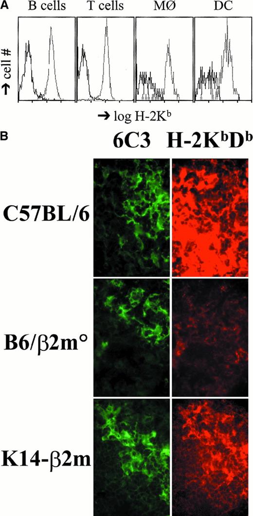 Fig. 1. MHC class I expression in K14-β2m mice. / (A) Lack of H-2Kb expression on K14-β2m splenic B cells, T cells, macrophages, and dendritic cells. Splenocytes from K14-β2m mice (black lines) and β2m+/° littermates (gray lines) were stained with anti–H-2Kb combined with anti-B220, anti-TCRβ, anti–Mac-1, or anti-CD11c antibodies. Histograms of H-2Kb expression on electronically gated B220+ (B cells), TCRβ+ (T cells), Mac-1+ (macrophages), or CD11c+ (dendritic cells) subsets are representative of 3 independent experiments. (B) Thymic cortical epithelial expression of MHC class I in K14-β2m mice. Sections of wild-type C57BL/6, C57BL/6-β2m°, and K14-β2m thymi were doubly stained with FITC-conjugated antibody 6C3, which detects cortical epithelial cells, and rhodamine-labeled H-2Kb– and H-2Db–specific antibody 28-8-6. Green and red fluorescence of the same fields is shown.