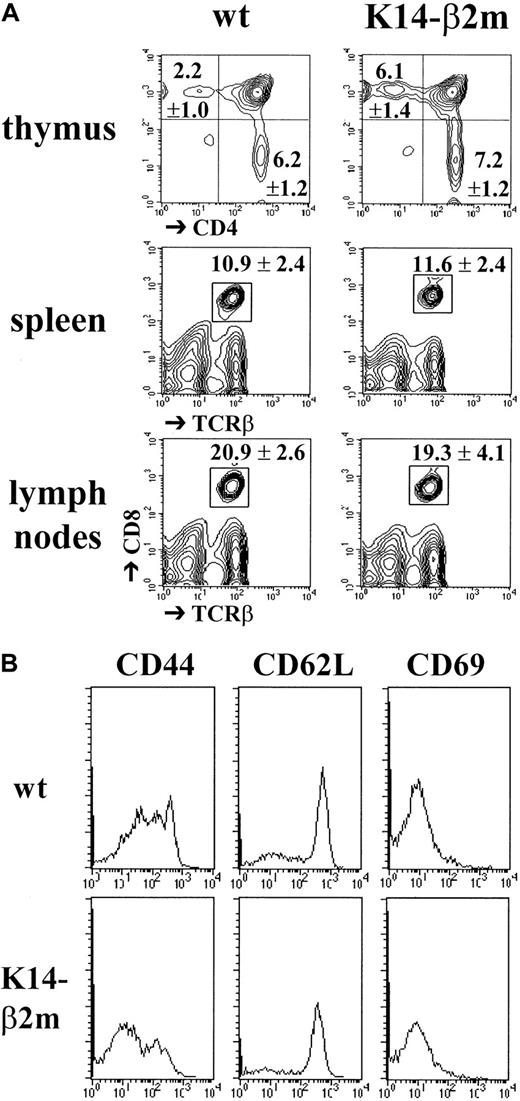 Fig. 2. Development and peripheral maintenance of CD8+ T lymphocytes in K14-β2m mice. / (A) Thymocytes from K14-β2m mice and β2m+/° littermates were triply stained with anti-CD4, anti-CD8, and anti-TCRβ antibodies. Percentages (mean ± SD, n = 6) of CD4−CD8−, CD4+CD8+, CD4+CD8−TCRhigh and CD4−CD8+TCRhigh cells are indicated. Thymi from K14-β2m mice and β2m+/° littermates contained 127 ± 45 × 106 and 116 ± 25 × 106 cells, respectively. Spleen and lymph node cell suspensions were stained with anti-CD8 and anti-TCRβ antibodies (n = 3). K14-β2m mice and β2m+/° littermates had 98 ± 26 × 106 and 107 ± 25 × 106 splenocytes and 20 ± 6 × 106 and 28 ± 2 × 106 lymph node cells, respectively. (B) Expression of memory/activation markers by CD8+ splenocytes from K14-β2m mice and β2m+/° littermates. Cells were stained with anti-TCRβ, anti-CD8, and anti-CD44, anti-CD62L or anti-CD69 antibodies. Representative histograms of electronically gated TCRβ+CD8+ cells are shown.