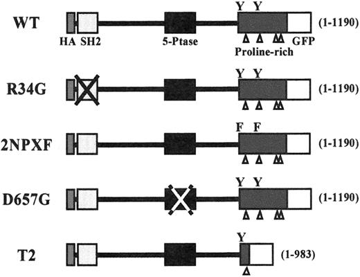 Fig. 1. A schematic diagram of the initial SHIP constructs used in this study. / All constructs were HA-tagged at the N-terminus (black rectangle) and GFP-tagged at the C-terminus (open square). The SHIP lengths (in amino acids) are given in brackets on the right side of each construct. The open triangles indicate the proline-rich sequences within the C-terminus and the Ys indicate the positions of the 2 NPXY motifs.