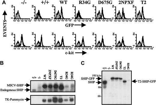 Fig. 2. Expression pattern of the various SHIP constructs in SHIP−/− BMMCs. / Uninfected SHIP−/− and SHIP+/+ BMMCs are shown in the first 2 panels/lanes in each figure. (A) FACS analysis of the BMMCs expressing the various SHIP constructs following 2 months in suspension culture. GFP was used as a marker for SHIP protein expression (top panel) and c-kit (using PE-tagged anti-c-kit) for SF receptor levels (bottom panel). (B) Northern blot analysis of the BMMCs expressing the various SHIP constructs following 2 months in suspension culture. SHIP messenger RNA (mRNA) levels were determined using a 250-bp fragment of the most 5′ part of the first exon of SHIP as a probe (top panel). The blot was reprobed with the entire puromycin cDNA removed from the MSCVpac viral vector as an independent measure of infection (bottom panel). The last lane (R34G) was from a 4-month suspension culture. (C) Western blot analysis of total cell lysates from SDS-sample buffer lysed BMMCs expressing the various SHIP constructs following 2 months in suspension culture to measure SHIP protein levels using anti-SHIP antibodies.