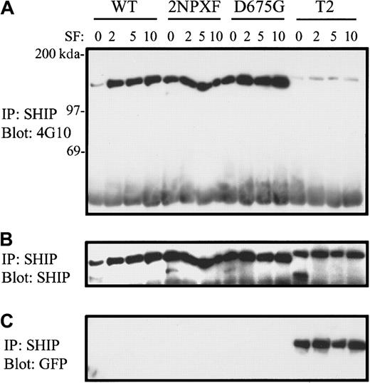 Fig. 4. T2-SHIP in SHIP−/− BMMCs does not become tyrosine phosphorylated in response to SF. / (A) SHIP−/− BMMCs expressing the indicated SHIP constructs were stimulated for the indicated times (in minutes) with 400 ng/mL SF and the NP40 cell lysates subjected to immunoprecipitation with anti-SHIP antibodies and Western analysis with 4G10. (B) A reprobe of this blot with anti-SHIP antibodies demonstrates equal loading. (C) A reprobe of the same blot with anti-GFP antibodies.