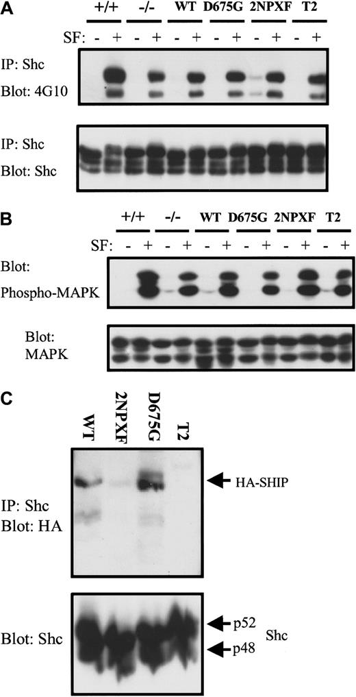 Fig. 5. The ability of SHIP to bind Shc does not affect MAPK phosphorylation. / (A) SHIP+/+ and SHIP−/− BMMCs (4 × 107) as well as SHIP−/− BMMCs expressing the indicated SHIP constructs were treated with or without 400 ng/mL SF for 2 minutes and NP40 cell lysates subjected to immunoprecipitation with anti-Shc antibodies and Western analysis with 4G10. The lower panel is a reprobe with anti-Shc antibodies to show equal loading. (B) At the same time as panel A was carried out, 1 × 106 cells/sample were lysed with SDS-sample buffer and subjected directly to Western analysis with anti-phosphoMAPK antibodies. The lower panel shows a reprobe of this blot with anti-MAPK antibodies to demonstrate equal loading. (C) SHIP−/−BMMCs expressing the indicated constructs were treated with or without 400 ng/mL SF for 2 minutes and the NP40 cell lysates subjected to immunoprecipitation with anti-Shc antibodies and Western analysis with anti-HA antibodies (top panel). The bottom panel shows a reprobing of this blot with anti-Shc antibodies to demonstrate equal loading. The NP40 cell lysates used in panel C were from the 2-minute time point in Figure 4 and thus contained equivalent levels of SHIP (Figure4B).