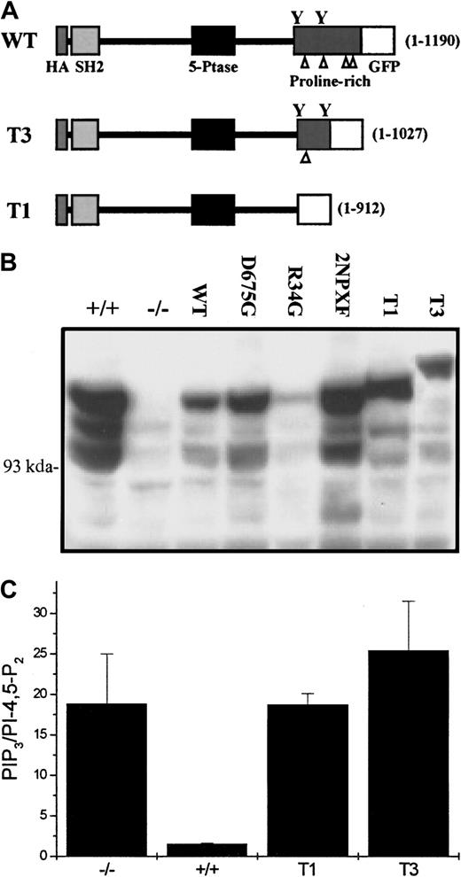 Fig. 6. The T1 and T3 SHIP constructs do not revert the SF-induced PIP3 levels to that seen in SHIP+/+BMMCs. / (A) A schematic diagram of the second set of SHIP constructs used in this study. The SHIP lengths (in amino acids) are indicated in brackets to the right of each construct, the triangles refer to the proline-rich sequences in the C-terminus and the Ys indicate the position of the 2 NPXY motifs. (B) Western blot analysis using anti-SHIP antibodies of total cell lysates from NP40 lysed SHIP+/+ and SHIP−/− BMMCs expressing empty vector as well as SHIP−/− BMMCs expressing the indicated constructs, following 2 months in suspension culture. (C) PIP3determinations of SHIP+/+ and SHIP−/− BMMCs expressing empty vector as well as SHIP−/− BMMCs expressing the T1 and T3 SHIP constructs following a 2-minute stimulation with 400 ng/mL SF. Each point is the mean ± SE of 2 determinations.