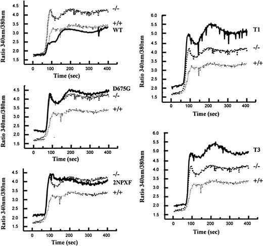 Fig. 7. The WT, but not the D675G, 2NPXF, T1, or T3, SHIP construct reverts the SF-induced intracellular calcium concentration to that seen in SHIP+/+ BMMCs. / SHIP+/+ ( · · · · · · ) and SHIP−/− (–-) BMMCs expressing empty vector as well as SHIP−/− BMMCs expressing the indicated constructs (—) were preloaded with 2 μM fura-2/am and then stimulated with 400 ng/mL SF. Cytosolic calcium was measured by monitoring fluorescence intensity at 510 nm, after excitation of the sample with 2 different wavelengths (340 and 380 nm).