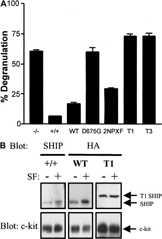 Fig. 8. The WT, but not the D675G, T1, or T3, SHIP construct reverts the SF-induced degranulation to that seen in SHIP+/+ BMMCs. / (A) SHIP+/+ and SHIP−/− BMMCs expressing empty vector as well as SHIP−/− BMMCs expressing the indicated constructs were treated with or without 400 ng/mL SF for 15 minutes and the degree of degranulation determined by measuring the release of β-hexosaminidase. Unstimulated values were subtracted for each cell type (typically < 10% degranulation) and the mean ± SE of duplicate determinations are shown. (B) SHIP+/+ BMMCs and SHIP−/− BMMCs expressing WT and T1 SHIP were treated with and without 200 ng/mL SF for 3 minutes and plasma membranes prepared as described in “Materials and methods.” Western analysis of the NP40 solubilized membranes with anti-SHIP (for SHIP+/+ cells) or anti-HA (for SHIP−/− BMMCs expressing the constructs) antibodies (upper panel) was followed by reprobing with anti-c-kit antibodies (lower panel) to confirm equal loading of each set of unstimulated and SF-stimulated lanes. Similar results were obtained in 2 separate experiments.