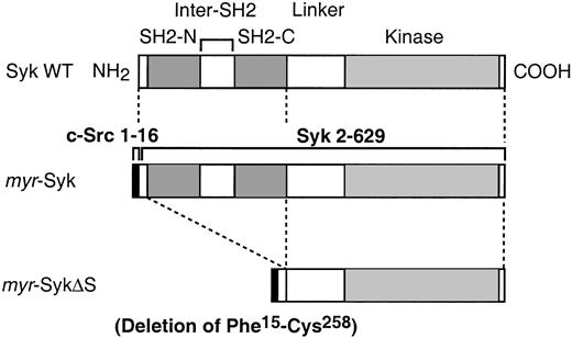 Fig. 1. Schematic diagram of the mutants of Syk used in the current experiments. / Comparison of wild-type (WT) Syk and the membrane-tagged mutants. Bothmyr-Syk and myr-SykΔS are chimeric molecules of the myristylation signal from c-Src (AA 1-16) joined to the indicated portions of Syk. The myr-SykΔS lacks the 2 SH2 domains of Syk. These cDNAs were subcloned to the pSVL expression vector.