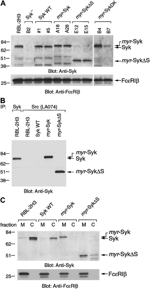 Fig. 2. Generation of the stable cell lines expressing membrane-associated forms of Syk. / (A) The Syk-negative variant of the RBL-2H3 cells (B2 cells) was stably transfected with the various Syk cDNAs shown in Figure 1 and selected with G418. Two positive cloned lines expressing each of the different forms of Syk were selected for further analysis. Cell lysates from RBL-2H3, parental B2, and selected cloned lines were immunoblotted with anti-Syk and anti-FcεRIβ antibodies. Molecular size markers are indicated at the left in kilodaltons. (B) Cell lysates from RBL-2H3 cells and the transfected cell lines expressing wild-type Syk (clone 5), myr-Syk (A28), and myr-SykΔS (E15) were immunoprecipitated (IP) with either anti-Syk or anti-Src (LA074) antibody. Immunoprecipitated proteins were analyzed by immunoblotting with anti-Syk antibody. (C) Membrane (M) and cytosolic (C) fractions of RBL-2H3 cells and the transfected cell lines were analyzed by immunoblotting with anti-Syk and anti-FcεRIβ antibodies.