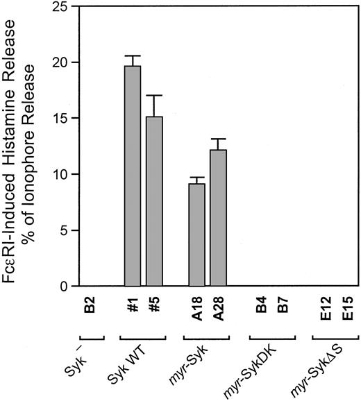 Fig. 3. SH2 domains, but not membrane localization of Syk, are critical for FcεRI-induced histamine release. / Syk-negative cells and cells expressing the different forms of Syk were cultured overnight with antigen-specific IgE and then stimulated with antigen or with calcium ionophore A23187. Maximum antigen-induced histamine release is presented as a percentage of that with 1 μM A23187. Results are the mean values ± SE from 3 independent experiments. There was no antigen-induced release above background with the parental B2, myr-SykDK, and the myr-SykΔS cloned lines. The difference in antigen-induced release between the Syk WT and myr-Syk cell lines was statistically significant (.05 per t test). The A23187-induced average release as a percentage of the total cellular histamine content in the different cell lines was 67% (Syk-negative B2), 67% (Syk WT-1), 67% (Syk WT 5), 76% (myr-Syk A18), 78% (myr-Syk A28), 76% (myr-SykDK B4), 63% (myr-SykDK B7), 84% (myr-SykΔS E12), and 83% (myr-SykΔS E15). In nonstimulated cells incubated for 45 minutes, the histamine release as a percentage of the total cellular content was as follows: 4% (Syk-negative B2), 4% (Syk WT 1), 4% (Syk WT 5), 4% (myr-Syk A18), 3% (myr-Syk A28), 3% (myr-SykDK B4), 5% (myr-SykDK B7), 3% (myr-SykΔS E12), and 4% (myr-SykΔS E15).