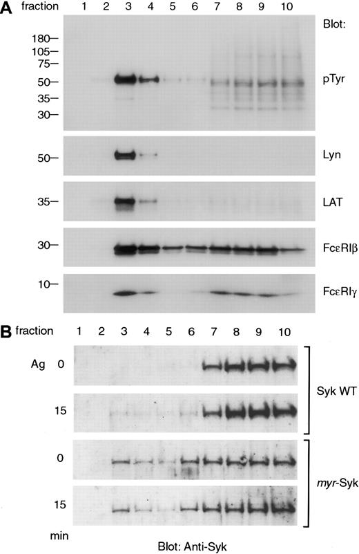 Fig. 6. Some of the myristylated Syk constitutively localizes to the GEM fraction along with Lyn, LAT, and FcεRI. / (A) The association of signaling molecules in the GEM fraction in RBL-2H3 cells. Lysates from nonstimulated RBL-2H3 cells were fractionated by sucrose density gradient centrifugation, and 12 μL each fraction was analyzed by immunoblotting with anti-pTyr, Lyn, LAT, FcεRIβ, and γ antibodies. (B) RBL-2H3 cells and cells expressingmyr-Syk (A28) were either nonstimulated or stimulated with antigen (Ag), and cell homogenates were fractionated by sucrose density gradient centrifugation and analyzed by immunoblotting with anti-Syk antibody. Similar results were obtained in 3 independent experiments.