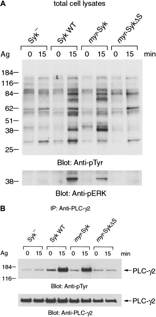 Fig. 7. FcεRI-induced tyrosine phosphorylation of cellular proteins. / (A) Cells were stimulated with antigen (Ag), and total cell lysates were analyzed by anti-phosphotyrosine (top) and antiphospho-ERK immunoblotting (bottom). (B) Antigen-stimulated or nonstimulated cell lysates were immunoprecipitated (IP) with anti-PLC-γ2 antibody. Immunoprecipitates were analyzed by immunoblotting with anti-phosphotyrosine (top) and anti-PLC-γ2 antibodies (bottom). Similar results were obtained when the other cloned lines were examined in 3 independent experiments.