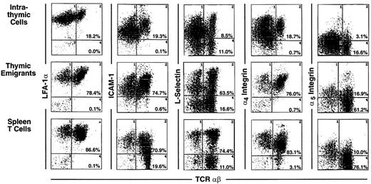 Fig. 4. Phenotype of thymic emigrants—expression of LFA-1, ICAM-1, L-selectin, α4 integrin, and α5integrin versus TCRαβ. / Thymic emigrants were generated as in Figure 2 and analyzed for the indicated markers in comparison with intrathymic cells and mature peripheral T cells isolated from spleen.