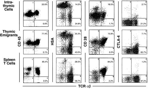 Fig. 5. Phenotype of thymic emigrants—expression of CD45, HSA, CD28, and CTLA-4 versus TCRαβ. / Thymic emigrants were generated as in Figure 2 and analyzed for the indicated markers in comparison with intrathymic cells and mature peripheral T cells isolated from spleen.