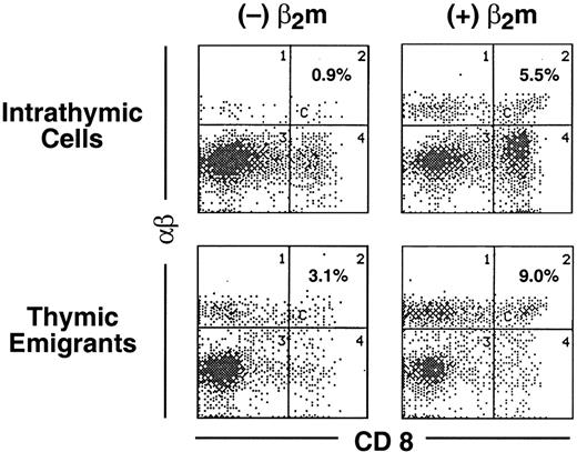 Fig. 7. Emigration of positively selected CD8+ cells from Tap−/− thymic lobes following treatment with β2m. / Thymic lobes from Tap−/− mice were cultured as in Figure1. On day 12, lobes and support apparatus were transferred to a new well, human β2m was added (or omitted from the control) and emigrants collected for the subsequent 24 hours. Cells were analyzed for expression of CD8 versus TCRαβ.