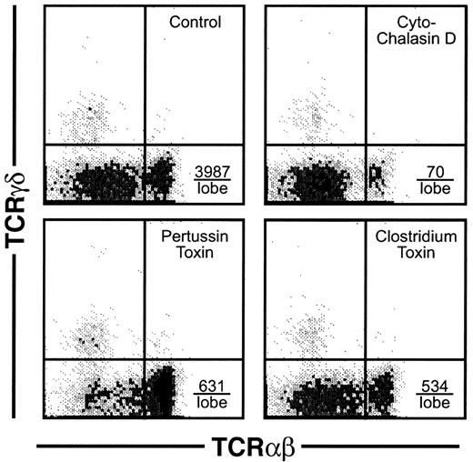 Fig. 8. Effect of inhibitors of motility on thymic emigration. / Thymic lobes were cultured as in Figure 2 and beginning on day 12, various inhibitors were added (42 lobes per treatment group) and emigrants collected for the subsequent 6 hours. Treatments were control (DMSO only), cytochalasin D (2 μM), pertussis toxin (50 ng/mL), orClostridium toxin (50 ng/mL). The total number of emigrants per lobe/6 hours was control (6667), cytochalasin D (952), pertussis toxin (2619), and Clostridium toxin (2857), and, calculated from the percentage, the number of high CD3 is indicated in the lower right quadrant for each treatment group.