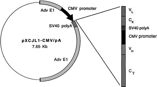Fig. 1. Schematic representation of idiotype adenoviral constructs. / In adenoviral plasmid transfer vector pXCJL1, heavy and light Ig chains are under the control of individual CMV promoters. The 38C13 VH and VL (Id) sequences are paired with murine γ2a heavy chain and κ light chain or human γ1 heavy chain and κ light chain sequences in viruses Ad-IdmuCR and Ad-IdhuCR, respectively. Ad-CTRLhuCR and Ad-BCL1huCR contain Ramos Id and BCL1 tumor Id sequences, respectively, along with human constant regions.