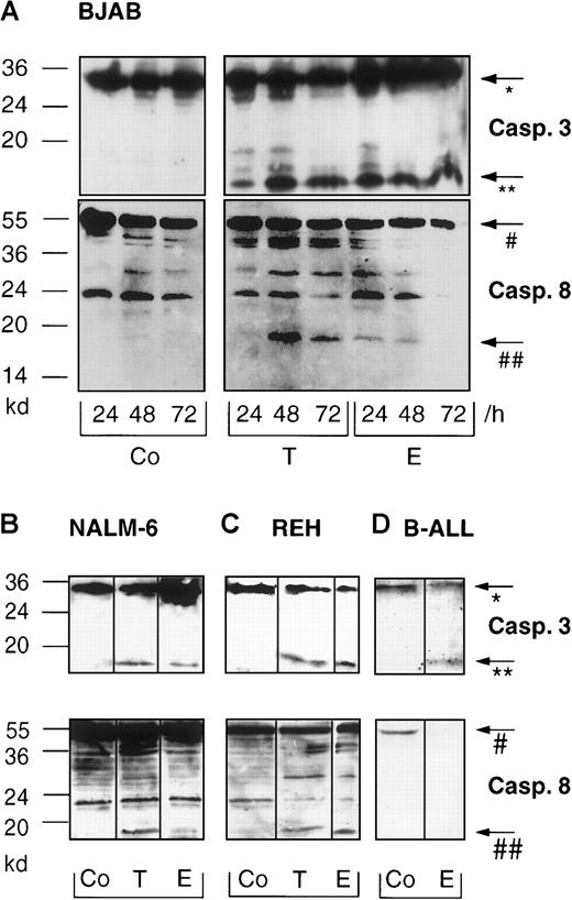 Fig. 2. Taxol and epirubicin induce processing of caspase-3 and caspase-8 in different B-lymphoid cell lines and in primary B-lineage ALL cells. / BJAB cells (A) were cultured in control medium (Co), 0.1 μg/mL Taxol (T), or 1 μg/mL epirubicin (E) for different time intervals as indicated. NALM-6 (B), REH (C), and primary B-ALL cells (D) were treated with control medium (Co), 0.1 μg/mL Taxol (T), or 1 μg/mL epirubicin (E) for 48 hours. Western blot analyses were performed as described in “Materials and methods” with antihuman caspase-3 and antihuman caspase-8 antibodies. Positions of molecular mass markers are indicated at the left. Arrows indicate the positions of procaspase-3 (*), the 17-kd active subunit of caspase-3 (**), procaspase-8 (#), and the 18-kd active subunit of caspase-8 (##). Experiments were repeated twice and yielded similar results.