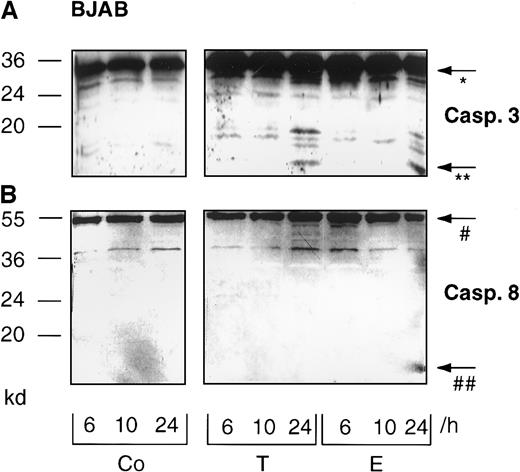 Fig. 3. Time-course of Taxol- and epirubicin-induced processing of caspase-3 and caspase-8 in BJAB cells. / BJAB cells were cultured in control medium (Co), 0.1 μg/mL Taxol (T), or 1 μg/mL epirubicin (E) for different time intervals as indicated. Western blot analyses were performed as described in “Materials and methods” with antihuman caspase-3 (A) and antihuman caspase-8 antibodies (B). Positions of the molecular mass markers are indicated at the left. Arrows indicate the positions of procaspase-3 (*), the 17-kd active subunit of caspase-3 (**), procaspase-8 (#), and the 18-kd active subunit of caspase-8 (##). Experiments were repeated twice and yielded similar results.
