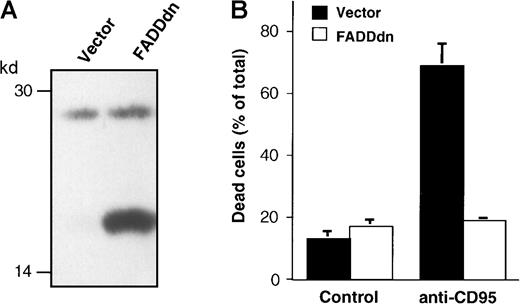 Fig. 7. BJAB cells overexpressing a dominant-negative FADD mutant (FADDdn) are resistant to CD95-mediated apoptosis. / (A) Expression of FADDdn. Lysates of vector-transfected BJAB cells and BJAB cells stably expressing FADDdn were subjected to immunoblotting using a monoclonal anti-FADD antibody. The positions of molecular mass markers are indicated at the left. (B) Apoptosis induction. BJAB vector control or FADDdn-expressing cells were either left untreated (Control) or were stimulated for 30 hours with 1 μg/mL anti-CD95 antibody. Then cell death was assessed by the uptake of propidium iodide and flow cytometry as described in “Materials and methods.” Values are given as percentage of dead cells ± SD (n = 3).