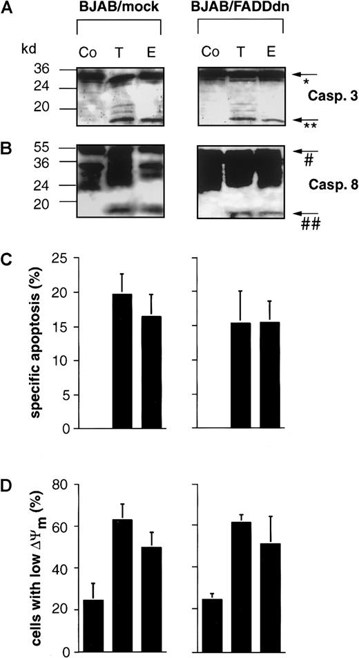 Fig. 8. Overexpression of dominant-negative FADD in BJAB cells does not impair drug-induced processing of caspase-3, caspase-8, DNA fragmentation, and mitochondrial activation. / Mock- or dominant-negative FADD (FADDdn)-transfected BJAB cells were either left untreated (Co) or were incubated with 0.1 μg/mL Taxol (T) or 1 μg/mL epirubicin (E) for 48 hours. Then Western blot analyses were performed with antihuman caspase-3 (A) and antihuman caspase-8 antibodies (B). Positions of molecular mass markers are indicated at the left. Arrows indicate the positions of procaspase-3 (*), the 17-kd active subunit of caspase-3 (**), procaspase-8 (#), and the 18-kd active subunit of caspase-8 (##). The experiments were repeated and yielded similar results. Additionally, DNA fragmentation (C) and mitochondrial permeability transition (D) in drug-treated BJAB cells were measured as described in “Materials and methods.” Values are given as percentage of specific apoptosis ± SD (n = 3) and as percentage of cells with low ΔΨm ± SD (n = 3), respectively.
