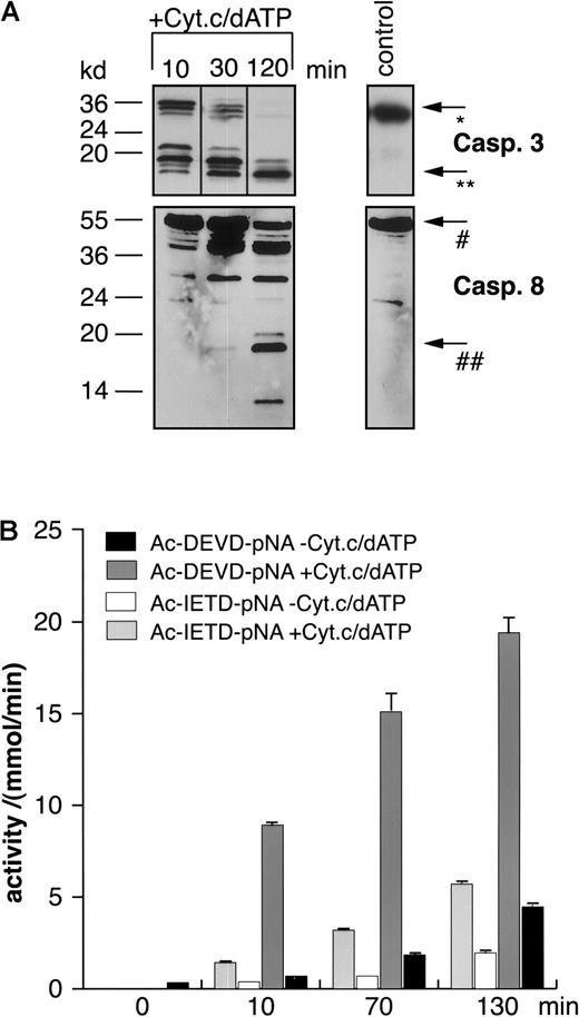 Fig. 11. Time-dependent in vitro activation of caspase-8 by cytochrome c and dATP in extracts of BJAB cells. / Extracts from BJAB cells were incubated for different time periods in the presence or absence of 10 μM cytochrome c and 1 mM dATP. Then Western blot analyses were performed by the use of antihuman caspase-3 (A, upper panel) or antihuman caspase-8 antibodies (A, lower panel). Positions of molecular mass markers are indicated at the left. Arrows indicate the positions of procaspase-3 (*), the 17-kd active subunit of caspase-3 (**), procaspase-8 (#), and the 18-kd active subunit of caspase-8 (##). The experiments were repeated twice and yielded similar results. Additionally, caspase-3–like or caspase-8–like activities were measured in a colorimetric assay using Ac-DEVD-pNA or Ac-IETD-pNA, respectively (B). Caspase activities are given as mmol substrate cleaved per minute ± SD (n = 3).