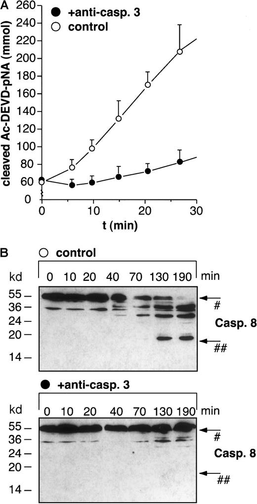 Fig. 12. Immunoprecipitation of caspase-3 abolishes in vitro activation of caspase-8 by cytochrome c and dATP in BJAB cell extracts. / Caspase-3 was immunoprecipitated from cellular extracts as described in “Materials and methods.” After in vitro activation with 10 μM cytochrome c and 1 mM dATP for 10 minutes, cleavage of Ac-DEVD-pNA in control (A, open circles) and immunoprecipitated (A, filled circles) extracts was determined after the indicated times. Values are given as mmol cleaved Ac-DEVD-pNA ± SD (n = 3). Furthermore, control extracts (B, upper panel) and caspase-3–depleted extracts (B, lower panel) were activated with 10 μM cytochrome c and 1 mM dATP for different time points and analyzed for caspase-8 processing by Western blot analysis. Positions of molecular mass markers are indicated at the left. Arrows indicate the positions of procaspase-8 (#) and the 18-kd active subunit of caspase-8 (##). The experiments were repeated twice and yielded similar results.