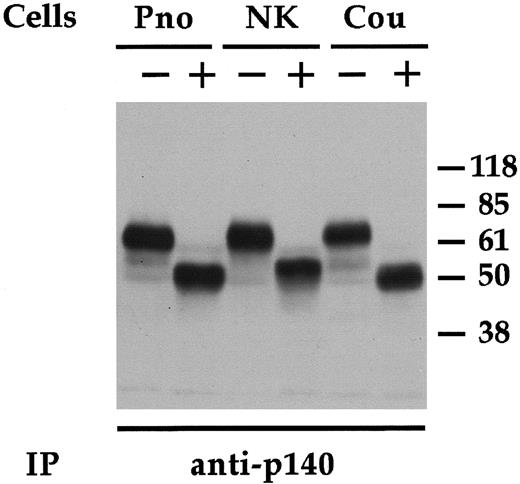 Fig. 2. Biochemical analysis of p140 molecules. / The NK clone AM61 (p140+/p70−), derived from a healthy donor, and the cell lines Pno and Cou-L were surface labeled with biotin and immunoprecipitated with anti-p140 mAb. Samples were treated (+) or not (−) with N-glycosidase F and analyzed in 8% SDS-PAGE under reducing conditions. Molecular weight markers (kd) are indicated on the right.