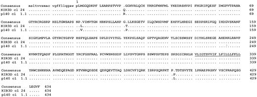 Fig. 3. Amino acid sequence alignment of KIR3D cl. 24- and KIR3DL2 cl. 1.1-encoded proteins. / Amino acids corresponding to the signal peptide are in lower case letters, and the transmembrane region is underlined in the consensus sequence. Amino acids identical to the consensus sequence are indicated by dots. The GenBank/EMBL accession number for KIR3D cl. 24 isAJ276125.