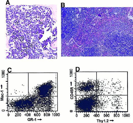 Fig. 5. Surviving SCH66336-treated mice showed no signs of leukemia/lymphoma at the end of the treatment period. / After 220 days of treatment with SCH66336, one mouse (A39) was killed. (A) Sagittal section of the sternum. Note the normal maturation in the myeloid and the lymphoid lineage, a slight increase in the presence of mature granulocytes and the lack of signs of leukemic cells. (B) Transverse section of the spleen. Note the normal architecture of red and white pulp. Original magnification: panel A ×40; panel B, ×20. (C, D) FACS analysis of bone marrow cells. Bone marrow cells were isolated and stained with fluorescence-labeled antibodies against B-cell (CD45R), T-cell (Thy1.2), and myeloid (GR1, Mac1) markers. We detected a slight increase in myeloid cells, but no increase in B-lineage cells, which could indicate developing B-cell leukemia.